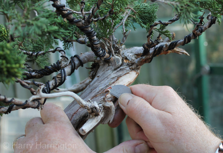 juniper bonsai